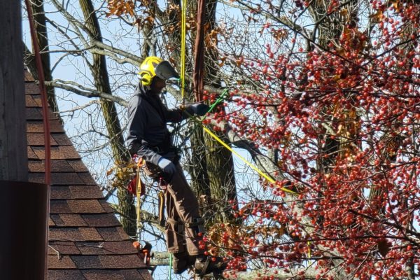 Arborist