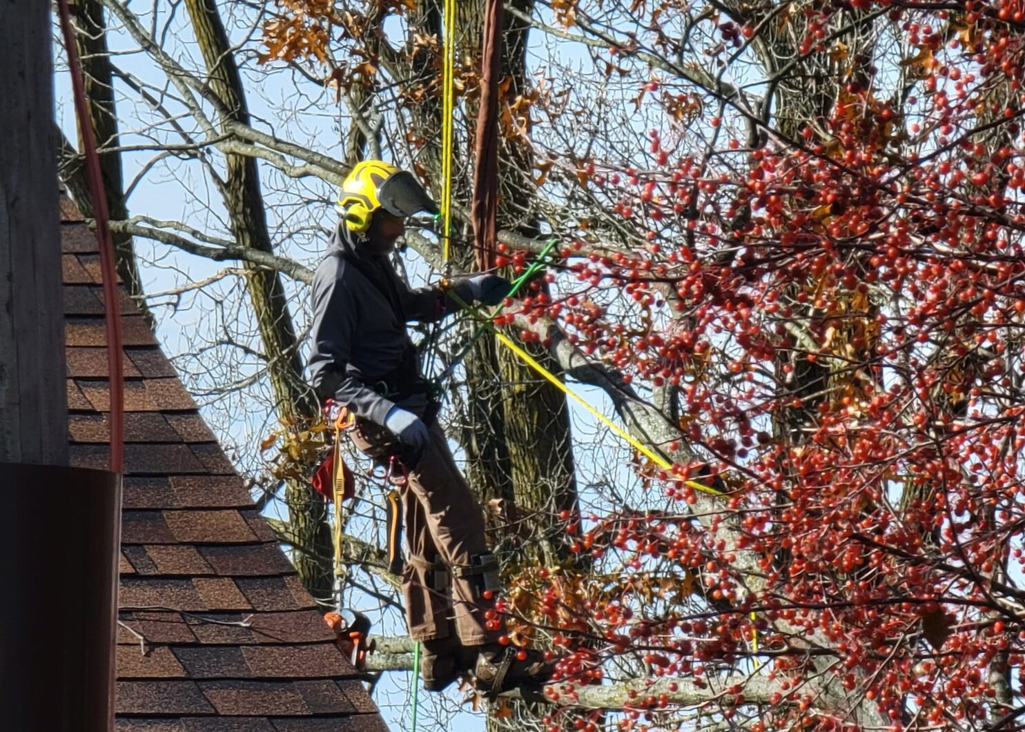 Arborist