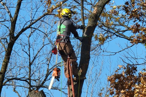 Professinal Arborist