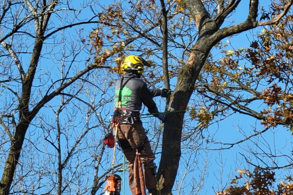 Professinal Arborist