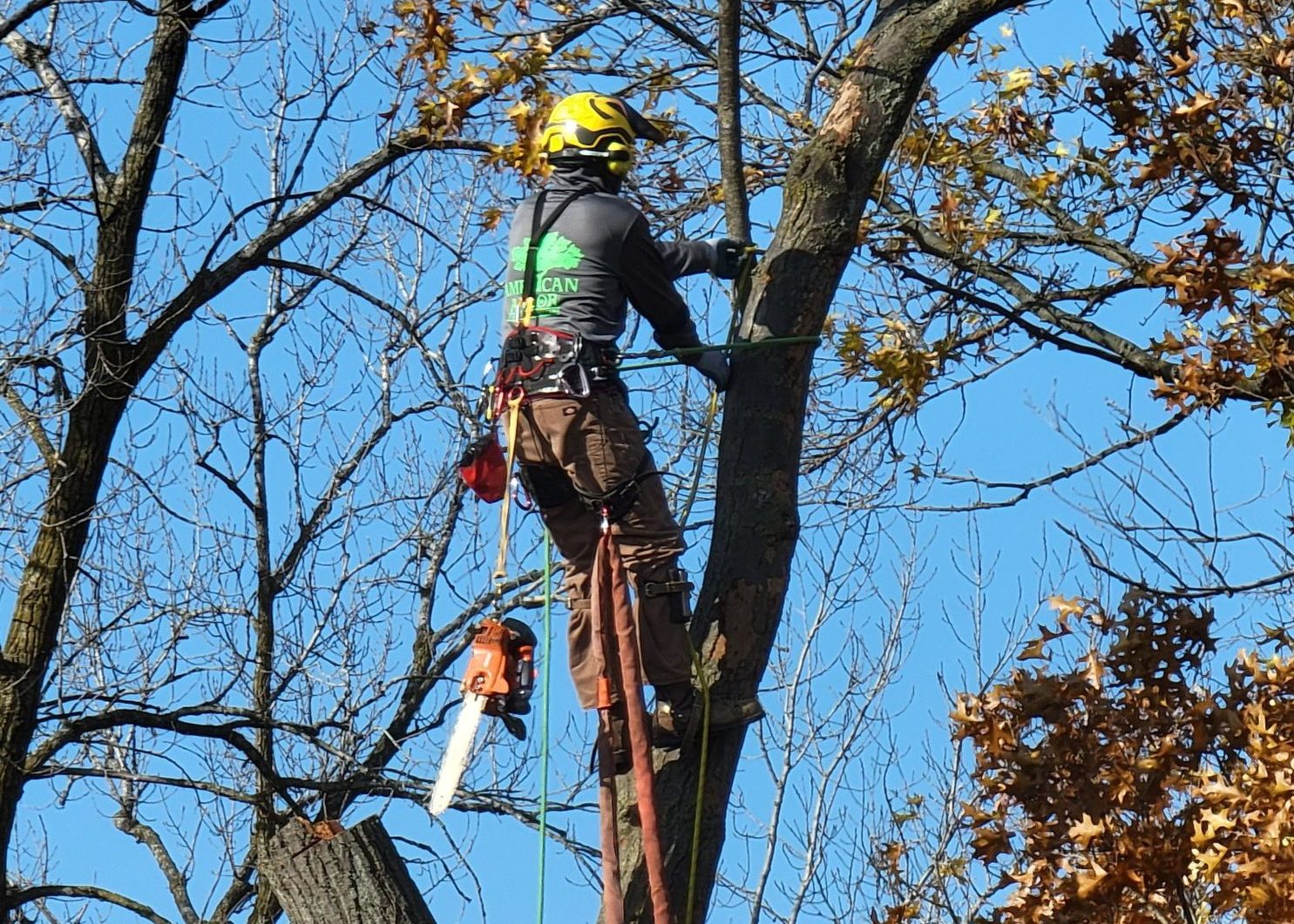 Professinal Arborist