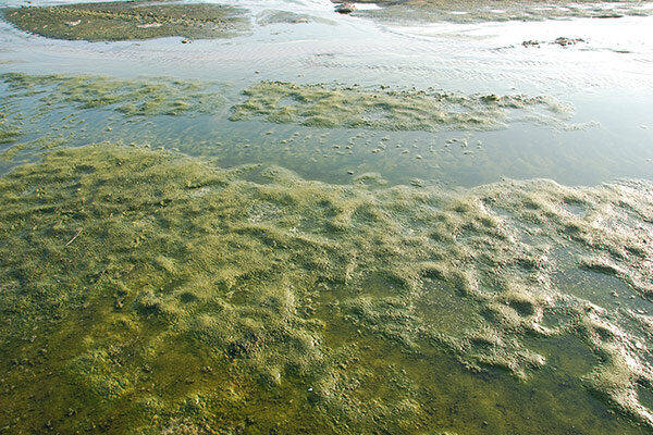 Aquatic Weed Services Aquatic Weed Services