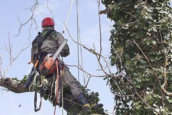 Arborist Arborist