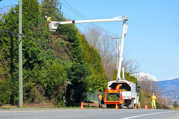 Commercial Tree Services