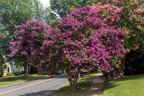 Crape Myrtle