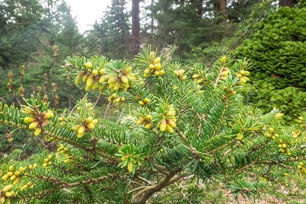 About the Eastern White Pine