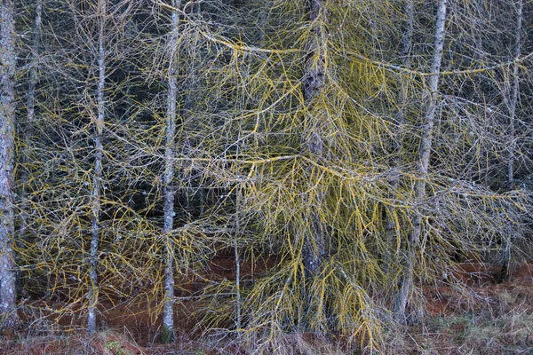 Brown Crunchy Evergreens Brown Crunchy Evergreens