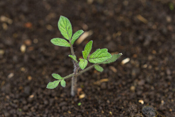 Healthy Soil Healthy Soil