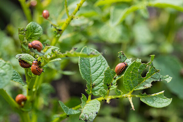 Insects On Trees