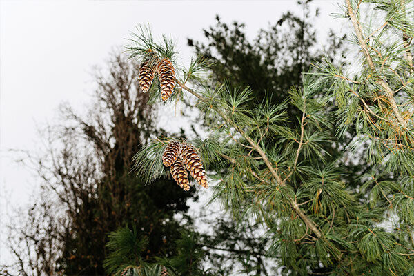 Jack Pine Jack Pine