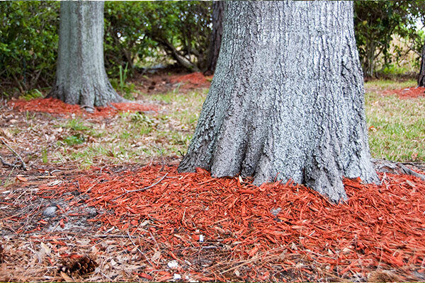 Mulch Around Tree