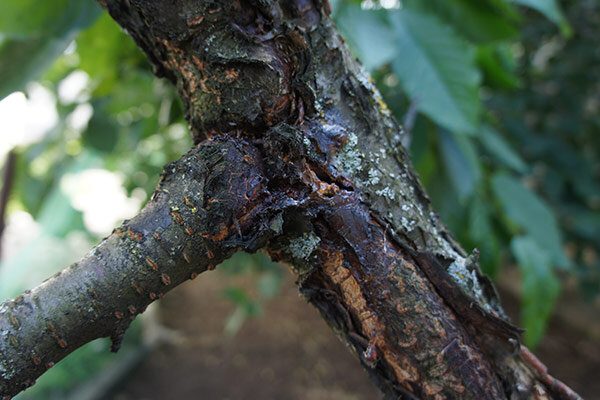 Oak Wilt Treatments