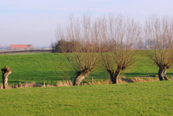Pollarding