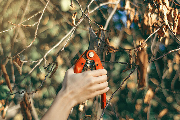 Tree Care Tools Tree Care Tools
