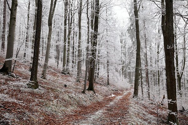 Winter Tree Care