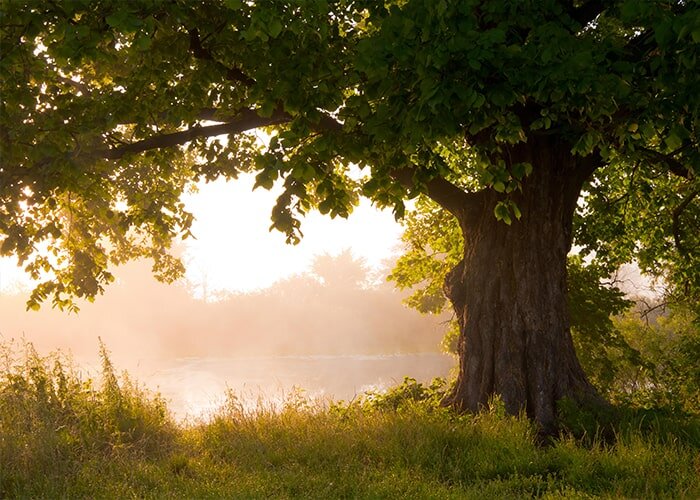 Tree Health Care