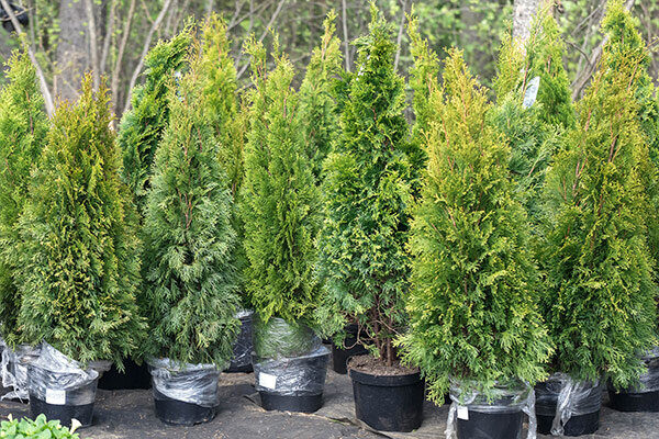 Tree Planting FAQS Tree Planting FAQS