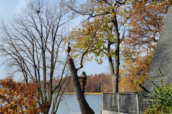 Tree Removal Tree Removal