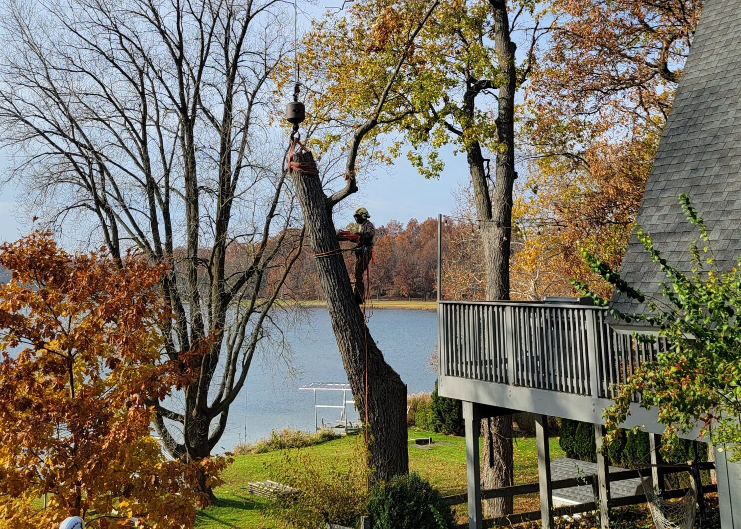 Tree Removal