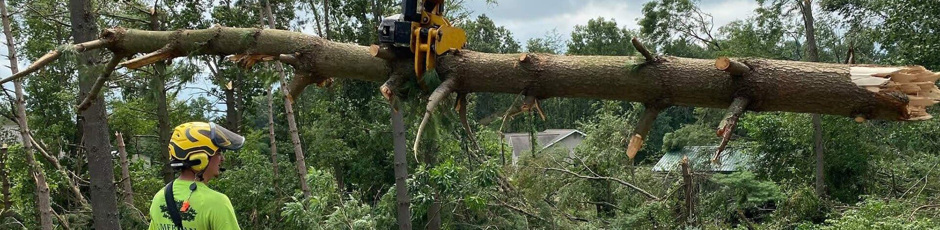 Tree Removal