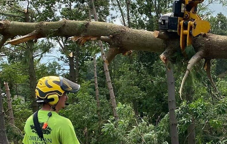 Tree Removal Tree Removal