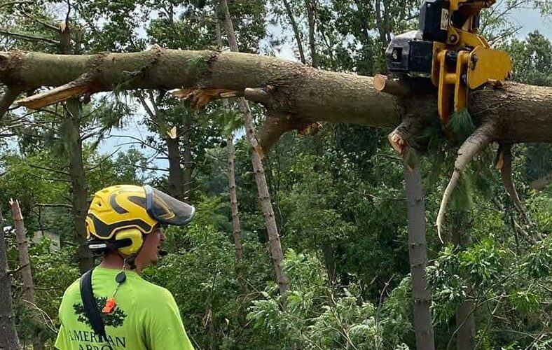 Tree Removal