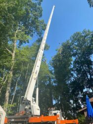 Tree Risk Assessment