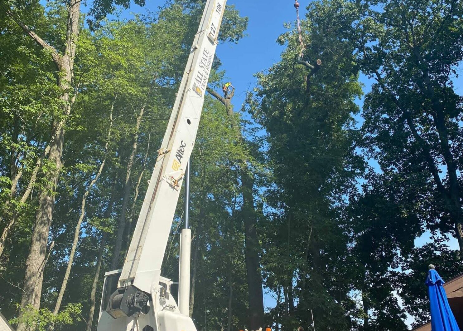 Tree Risk Assessment