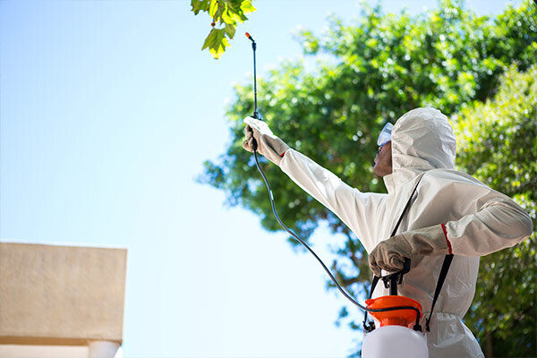 Tree Spraying Services