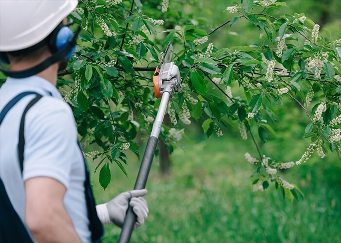 Tree Trimming Philosophy