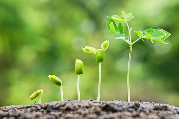 Trees Growing