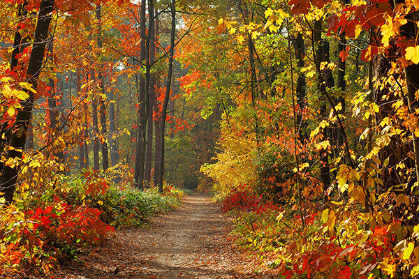 Trees Ready For Winter Trees Ready For Winter