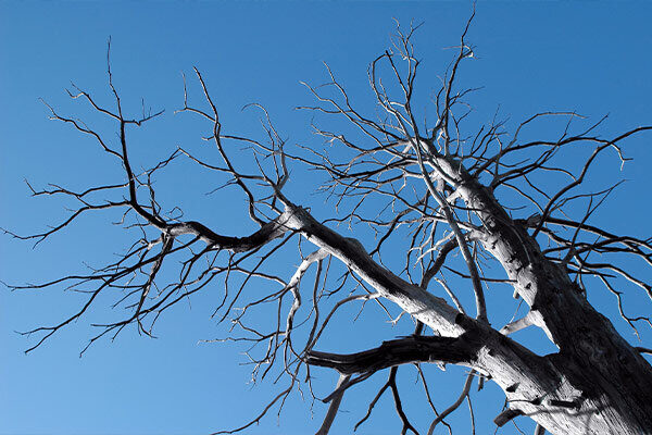 Tree Branches Dying