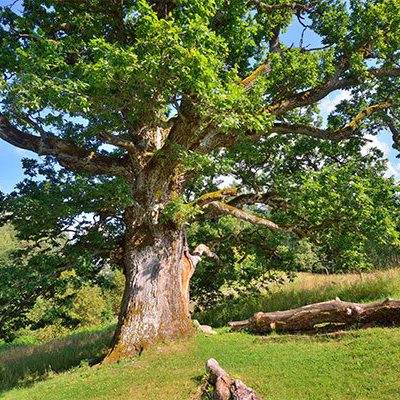 3 Arborist Tips | American Arbor