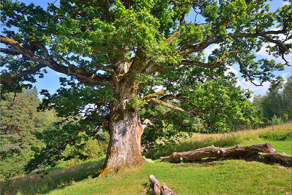 Plant An Oak Tree